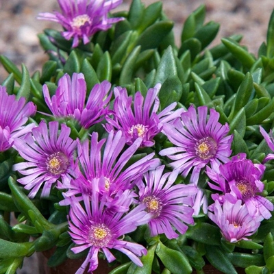 Delosperma ´Chameleon´