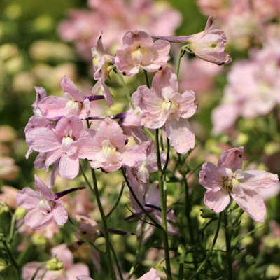 Delphinium grandiflorum 'Delfix Rose'