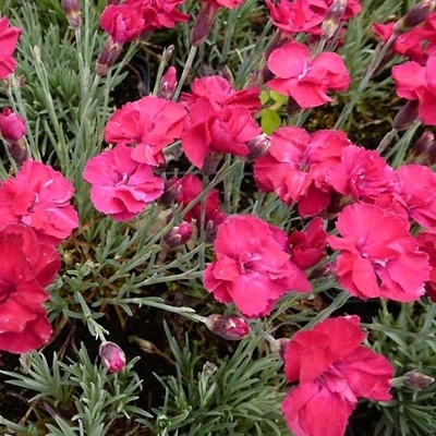 Dianthus gratianopolitanus 'Pink Jewel' K9