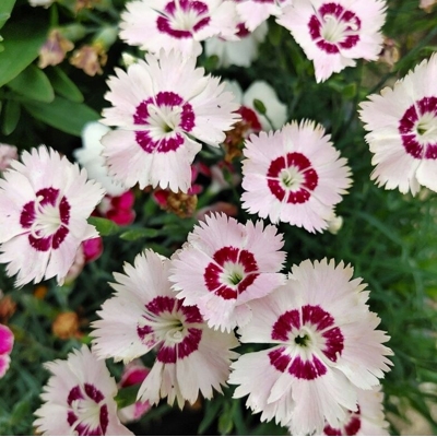 Dianthus plumarius 'Double Rose'