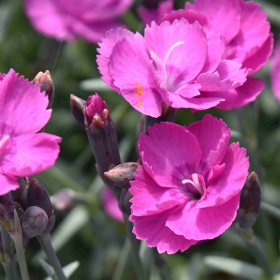 Dianthus plumarius 'Double Rose'