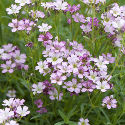 Gypsophila cerastioides ´Fleur White´ P13