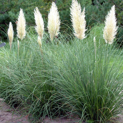 Pampová tráva - Cortaderia selloana ´Rosea´