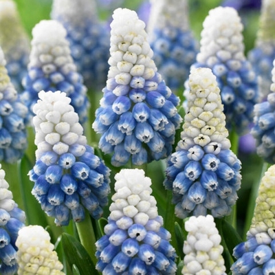 Muscari aucheri ´White Magic´ Co9 (7-8ks/črepník)