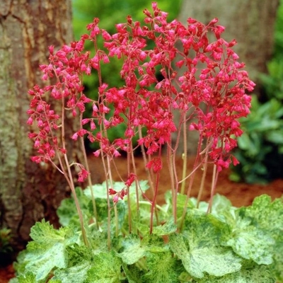 Heuchera micrantha ’Palace Purple’ Co13