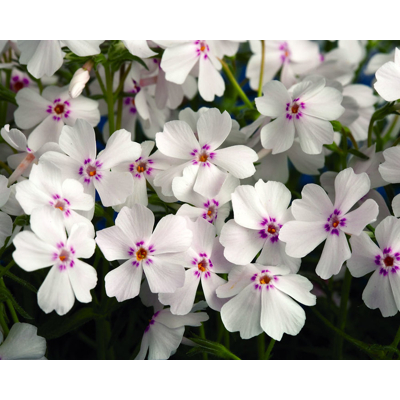 Flox šidlolistý - Phlox subulata 'Amazing Grace White with Eye'