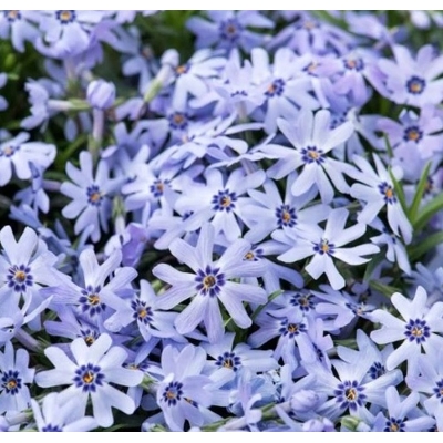 Flox šidlolistý - Phlox subulata