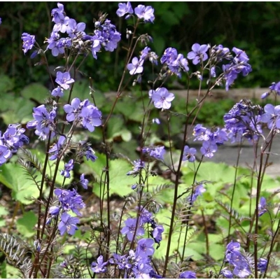 Polemonium caerulum