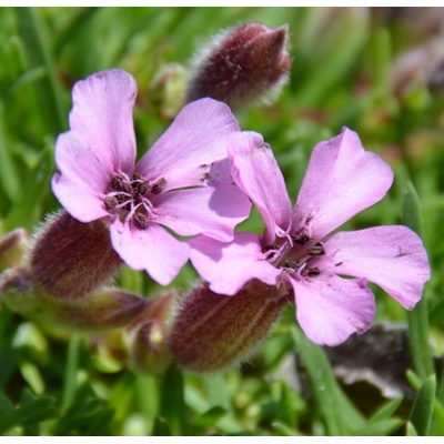 Saponaria x Olivana