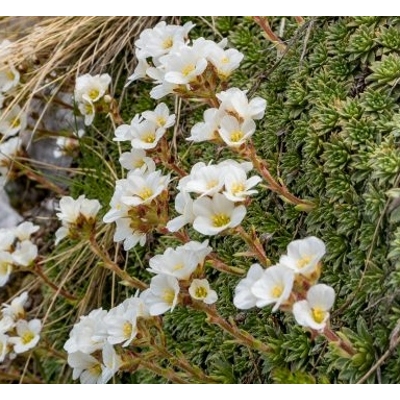 Saxifraga urbium 'Aureopunctata'