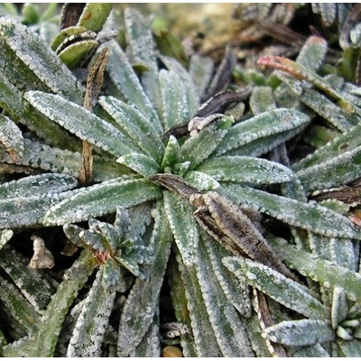 Saxifraga urbium 'Aureopunctata'