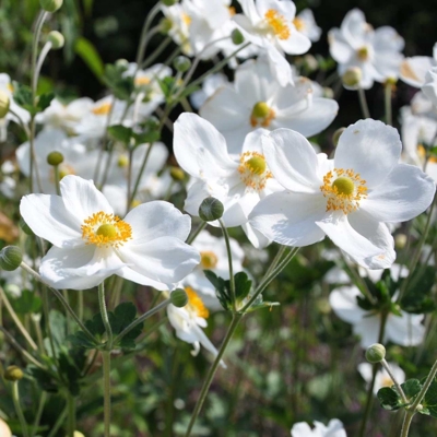 Anemone Fantasy ´Elfin Swan´  Co2