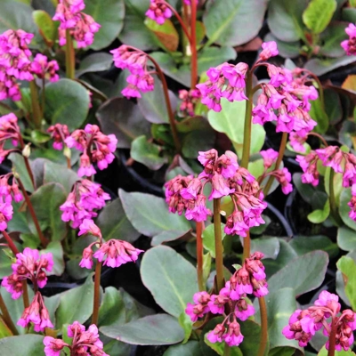 Bergenia cordifolia ´Rotblum´ K9