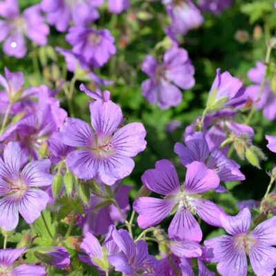 Geranium gracile 'Sirak'