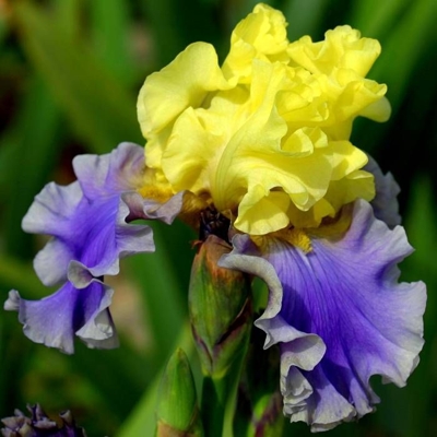 Iris germanica - žltá Co11 10/15