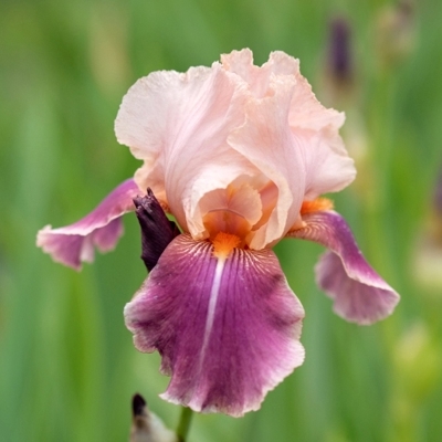 Iris germanica - žltá Co11 10/15