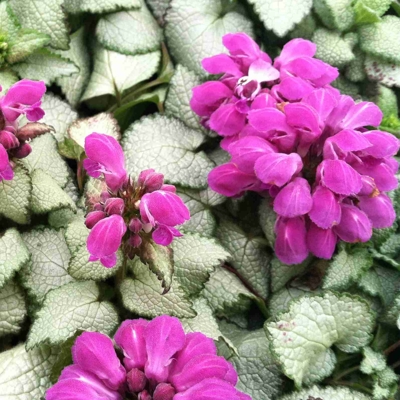 Lamium maculatum ´Beacon Silver´