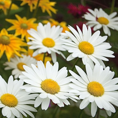 Margaréta - Leucanthemum