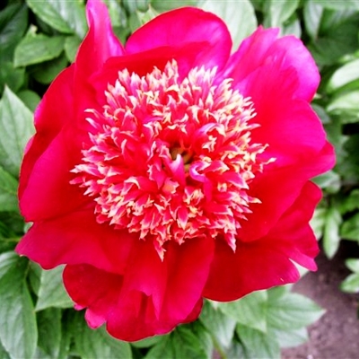 Pivonka čínska - Paeonia lactiflora 'Kansas'  P14