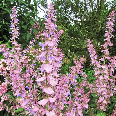 Salvia nemorosa Ostfriesland Co0,5L