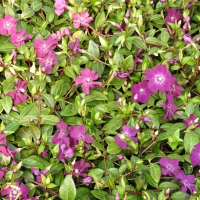 Zimozeleň menšia - Vinca minor  'Atropurpurea'  Co2L 25+