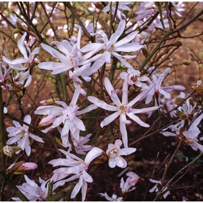 Magnólia hviezdokvetá - Magnolia stellata Co2,5L 30/40