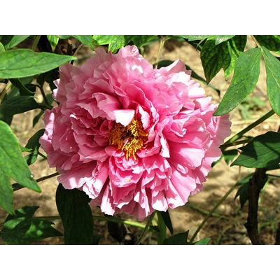 Pivonka drevitá - Paeonia suffruticosa ´Rou fu rong´ P11