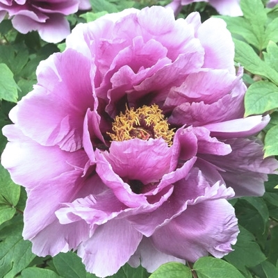 Pivonka drevitá - Paeonia Suffruticosa 40/50 -biela