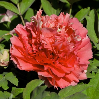 Pivonka drevitá - Paeonia Suffruticosa 40/50 -biela