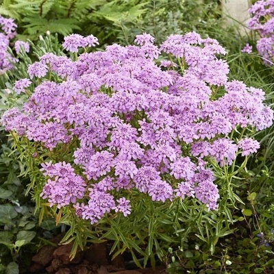 Iberis sempervirens ´Snowsurfer Compact´