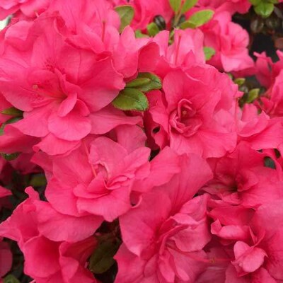 Azalka japonská - Azalea japonica  'Gorbella'  - 20/25cm