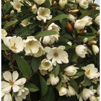 Magnolia laevifolia 'Fairy Honey Velvet' - 110/130cm