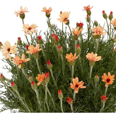 cRhodanthemum ´Zagora Orange´