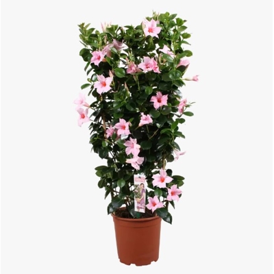 Mandevilla hybrida ´Rio White´ P17