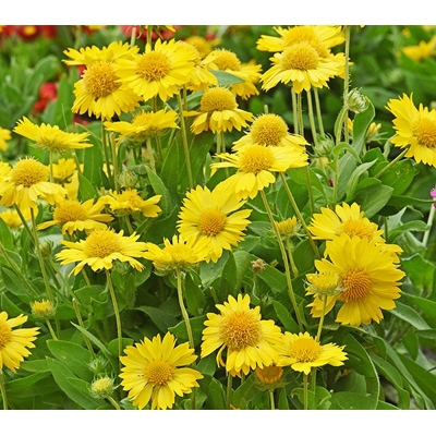 Delosperma Cooperi P12