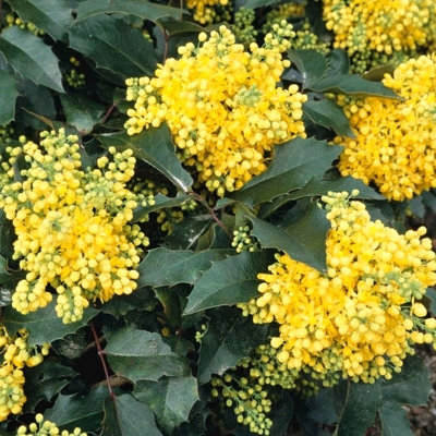 Mahónia ostrolistá - Mahonia aquifolium ’Apollo’ - 15/20cm