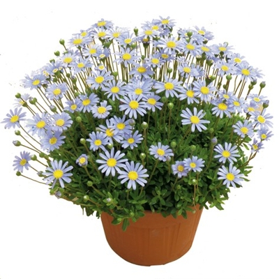 Felicia amelloides ´Felicitara Blue´
