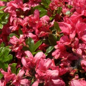 Azalka japonská - Azalea japonica 'SILVER SWORD' Co2.5L 20/30