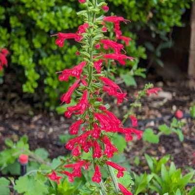 Salvia nemorosa Ostfriesland Co0,5L