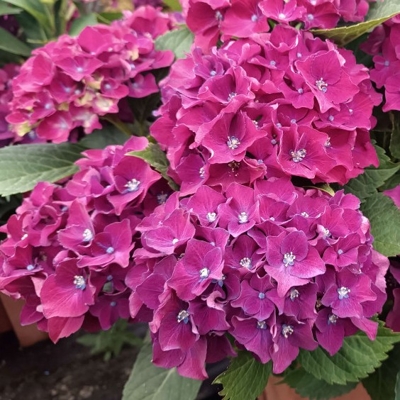 Hortenzia kalinolistá - Hydrangea macrophylla 'Early Blue'® P14