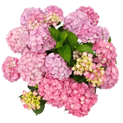 Hortenzia kalinolistá - Hydrangea macrophylla ´Bodensee´  Veľkosť: 25/30 , Co2L