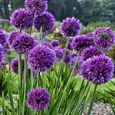 Okrasný Cesnak Obrovský  - Allium ´Ambasador´ Co5L