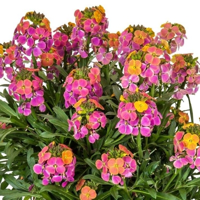 Erysimum linifolium ´Erysistible Magenta´ 