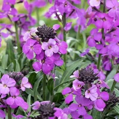 Erysimum linifolium ´Erysistible Magenta´ 
