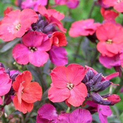 Erysimum linifolium ´Erysistible Magenta´ 