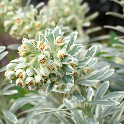 Euphorbia ´Silver Swan´