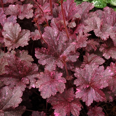 Heuchera ´Midnight Rose´
