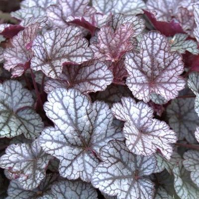 Heuchera micrantha ’Palace Purple’ Co13