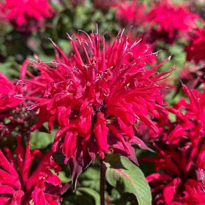 Monarda x hybrida 'Cambridge Scarlet' Co1L