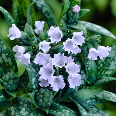 Pulmonaria saccharata ´Mrs. Moon´ P14
